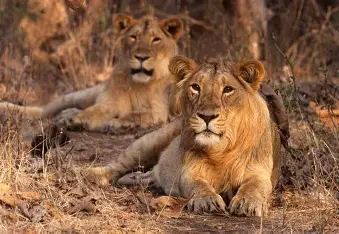 Gir National Park